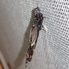Lymexylidae