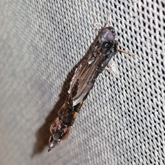 Lymexylidae