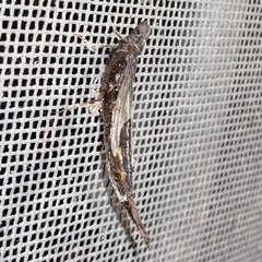 Lymexylidae