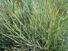 Baccharis notosergila