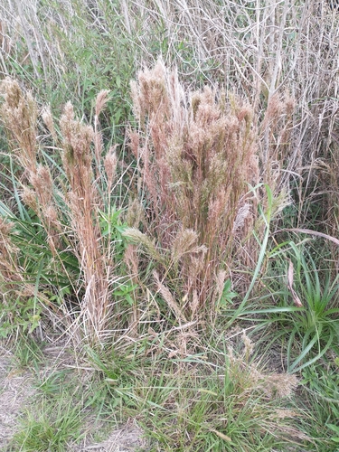 Schizachyrium microstachyum