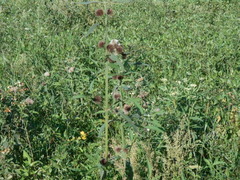 Hyptis lappacea