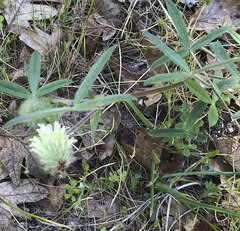 Trifolium eriocephalum