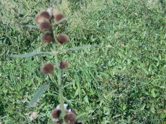 Hyptis lappacea