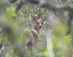 Raphicerus campestris neumanni