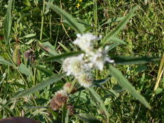 Hyptis lappacea