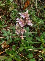 Epidendreae