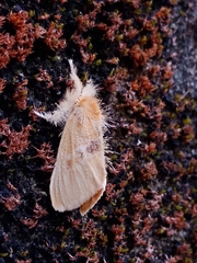 Euproctis latifascia