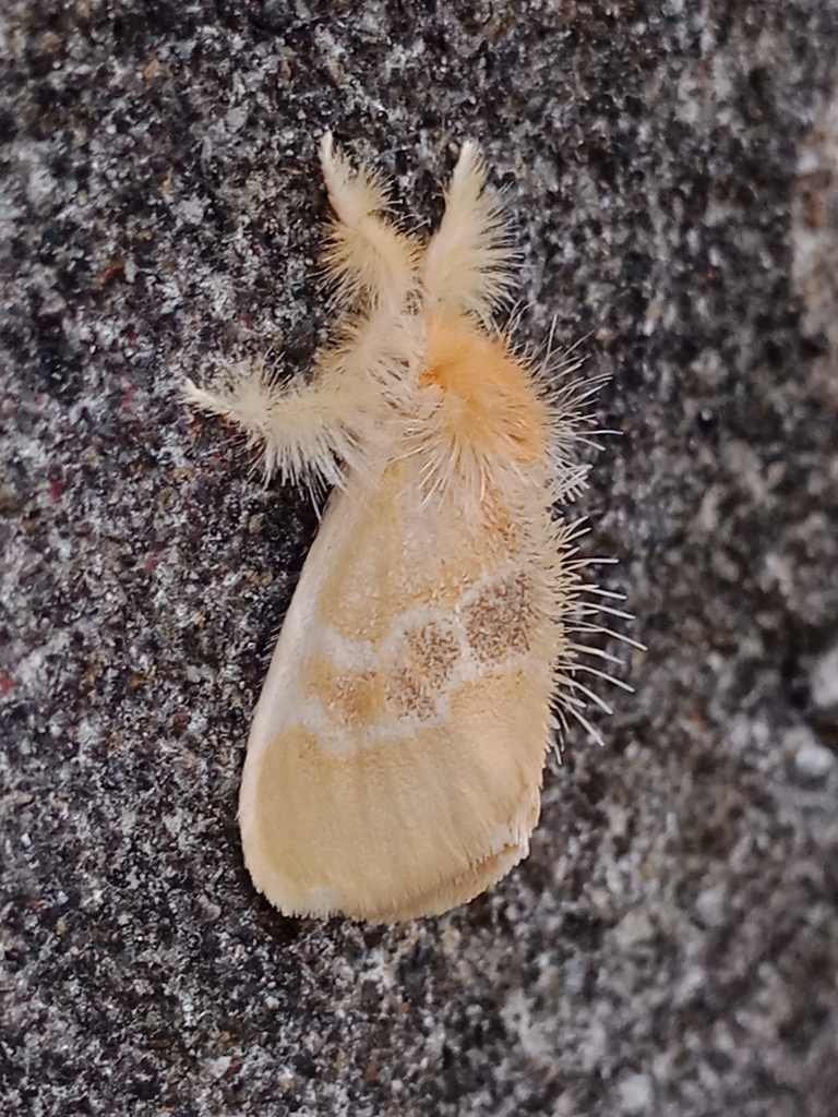 Euproctis latifascia
