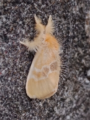 Euproctis latifascia