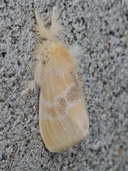 Euproctis latifascia