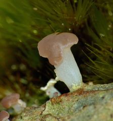 Baeomyces heteromorphus image