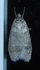 Semioscopis inornata