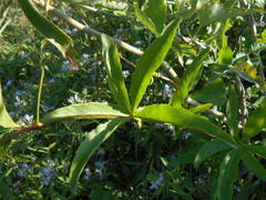 Cissus palmata