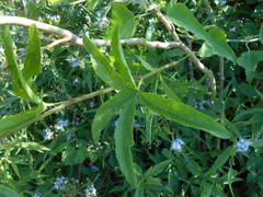 Cissus palmata