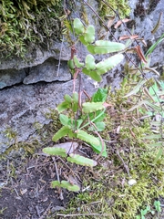 Pellaea atropurpurea