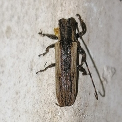 Cacostola volvula