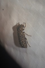 Lichenophanes bicornis