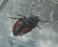 Cercopis arcuata