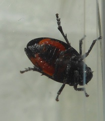 Cercopis arcuata