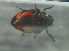 Cercopis arcuata