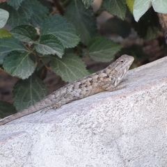 Sceloporus
