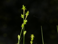 Carex seorsa