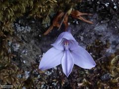 Disa longicornu