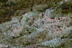 Dibaeis arcuata image