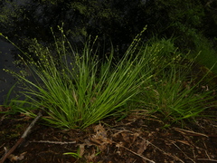 Carex seorsa