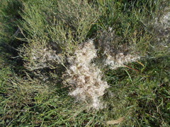 Baccharis notosergila