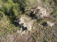 Baccharis notosergila