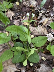Valerianella umbilicata