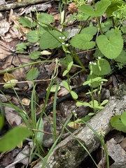 Valerianella umbilicata