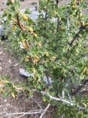 Ribes velutinum