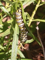 Danaus plexippus