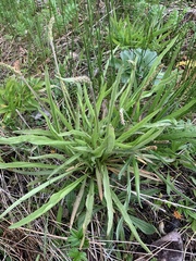 Plantago macrocarpa
