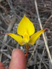 Disa tenuifolia