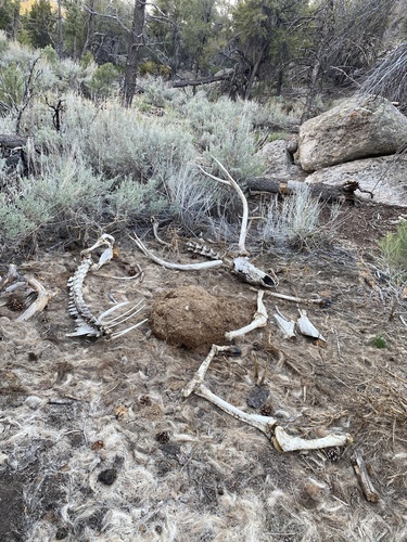 Elk photographed in Nevada