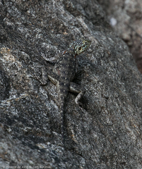 Agama lionotus