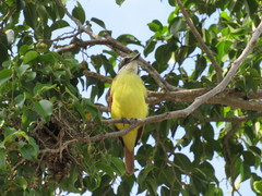 Pitangus sulphuratus