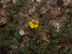 Erythranthe pulsiferae