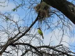 Pitangus sulphuratus