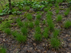 Carex seorsa