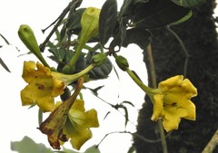Schultesianthus coriaceus