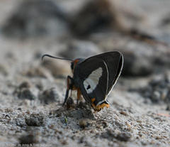Coeliades anchises
