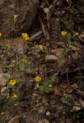 Erythranthe pulsiferae