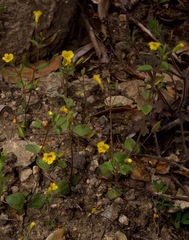 Erythranthe pulsiferae