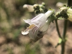 Penstemon pallidus