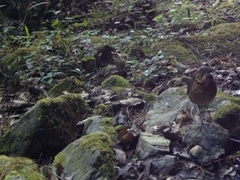 Grallaria guatimalensis